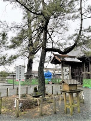 阿蘇神社の縁結びの松