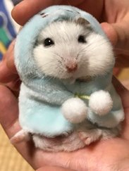 ハム愛