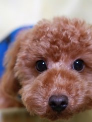 かなこ