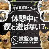 進撃の妻 厚木店