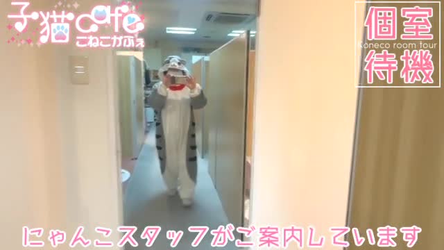 子猫カフェ