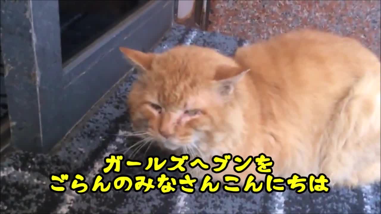 六條